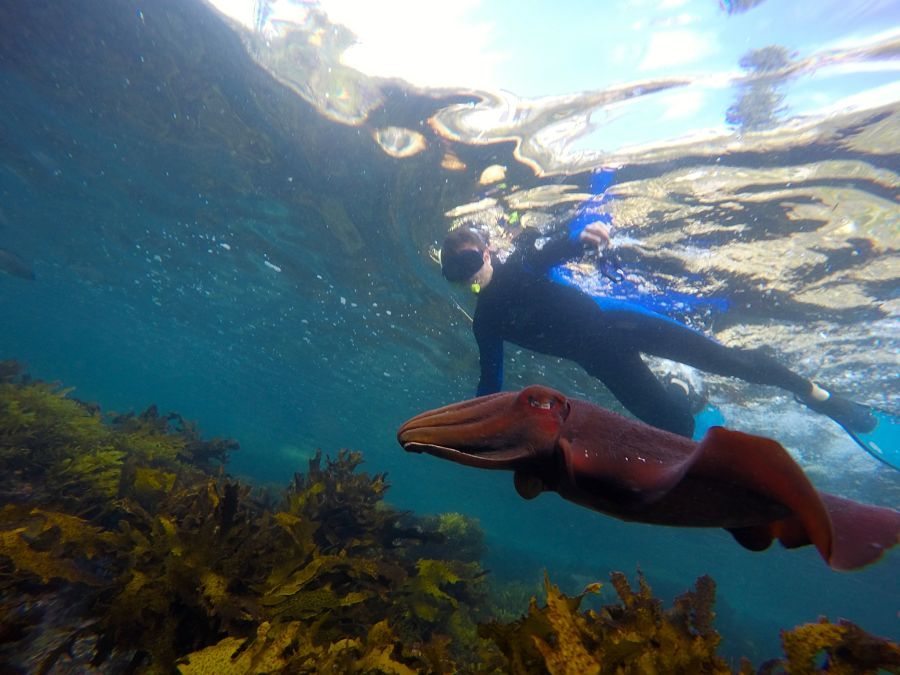 Sydney Snorkeling Tours