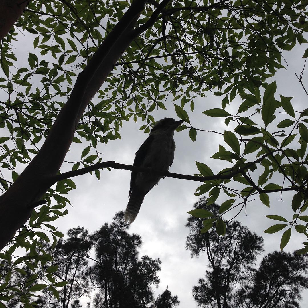 Wildlife of the Basin ecotreasures