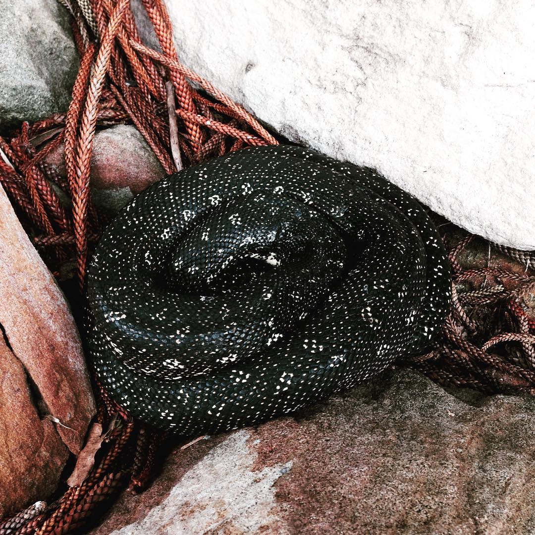 Wildlife of the Basin campground ecotreasures