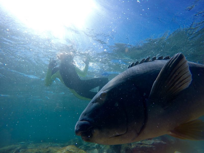 snorkel in beautiful manly snorkel in beautiful manly