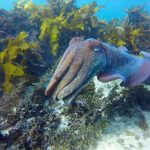 ECOTREASURES Giant Cuttle fish Cabbage Tree Bay Aquatic Reserve Shelly Beach image 3