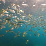 Team Wellness Sydney Ecotreasures