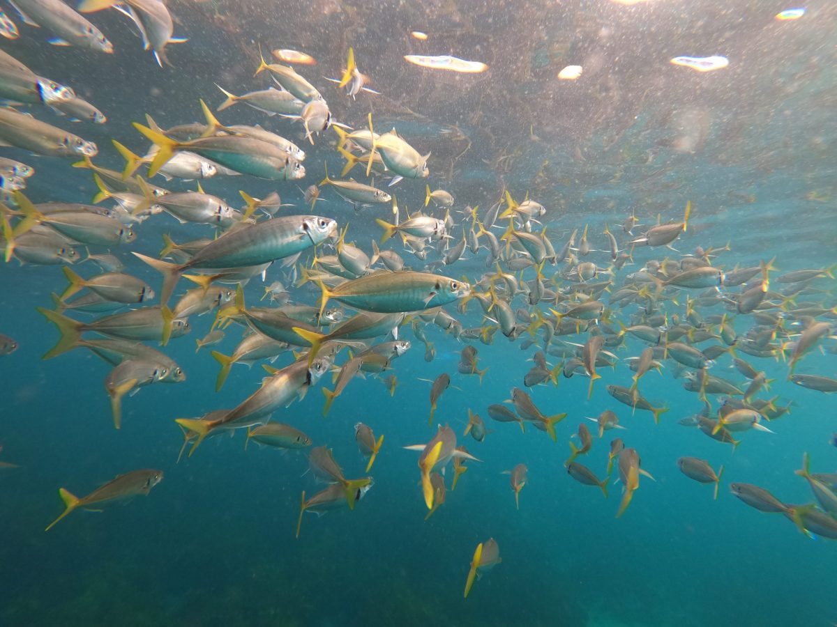 Team Wellness Sydney Ecotreasures Team Wellness Sydney Ecotreasures