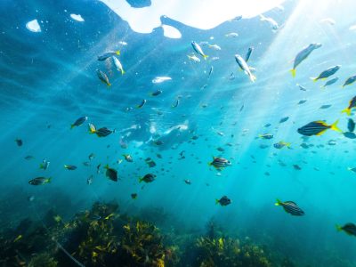 Teams of fish and other wildlife can be spotted with Snorkelling Shelly Beach, Manly with cotreasures manly eco tours