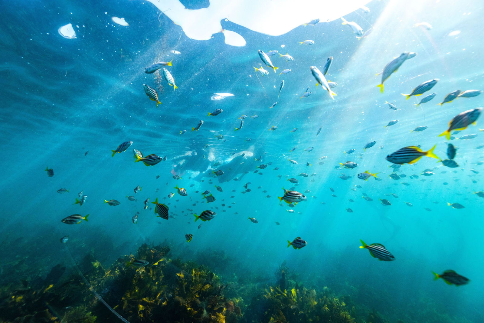 Teams of fish and other wildlife can be spotted with Snorkelling Shelly Beach, Manly with cotreasures manly eco tours
